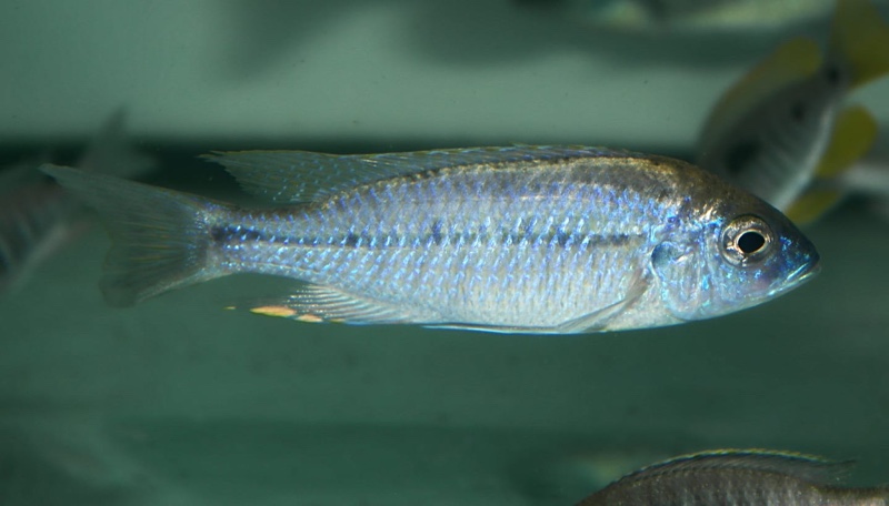 Nyassachromis prostoma 'Nametumbwe'